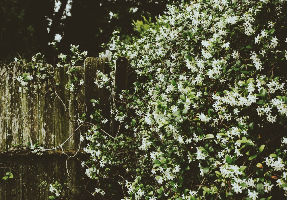 Eucalan 4 Litre Jasmine - BraTopia