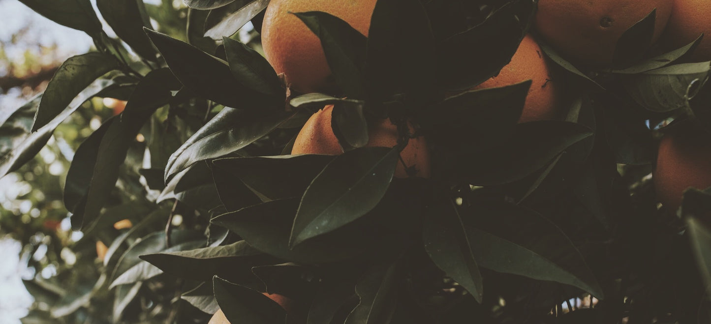 Eucalan 100mL Grapefruit - BraTopia