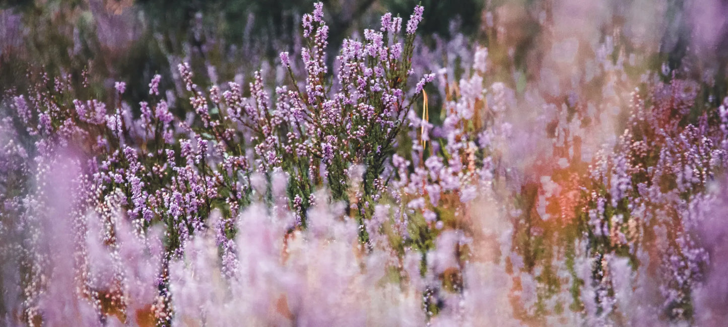 Eucalan 100mL Lavender - BraTopia