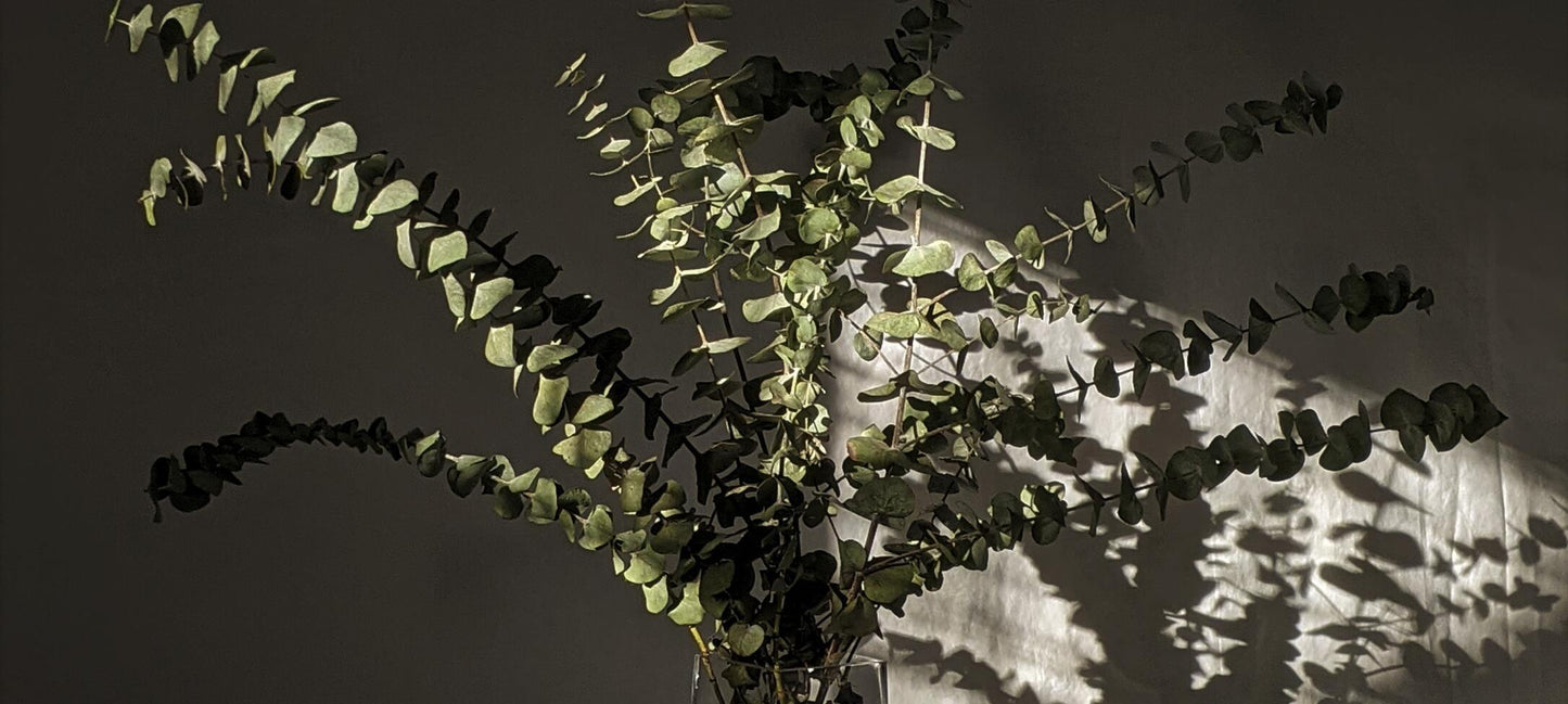 Eucalan 4 Litre Eucalyptus - BraTopia